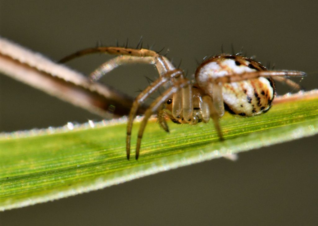 identificazione ragno